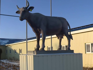 На молокозаводе в Оренбуржье исчез 200-килограммовый памятник корове