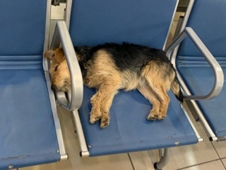 В новосибирском аэропорту хозяева бросили собаку из-за проблем с перелетом