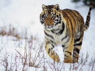 Амурский тигр продолжает "хулиганить" в приморских селах