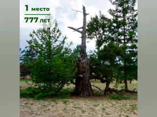777 лет: названо самое старое дерево России