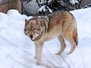 Голодные волки начали выходить к жилым домам в Вологодской области