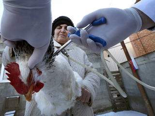 На Дону зафиксировали пять очагов птичьего гриппа