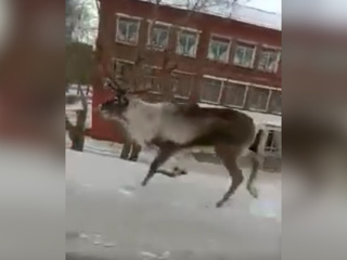 По улицам Омска бегал напуганный северный олень