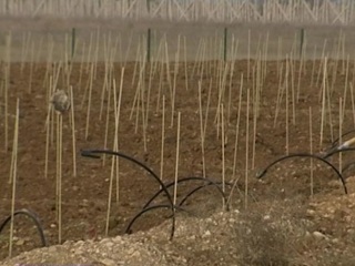 СевГУ создает первый в России цифровой виноградник