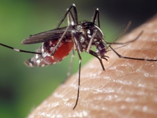 Генетически модифицированные бактерии отпугнут комаров от человека