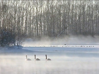 В Алтайском крае от морозов пострадало незамерзающее лебединое озеро