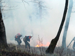 В Сочи не утихают лесные пожары. В Адлерском районе загорелась лесная подстилка
