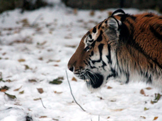 Новый амурский тигр объявился в Приморье