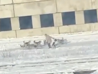 Стая собак напала на женщину в Тынде. Видео
