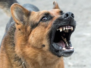 Из-за нападения собак на ребенка возбуждено уголовное дело против чиновников Казани