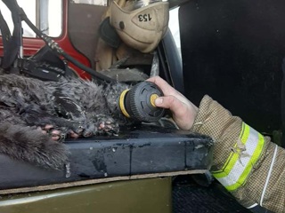Под Казанью пожарные спасли обгоревшего кота