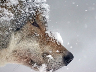 В Амурской области у волчицы, которую задушил местный житель, выявили бешенство