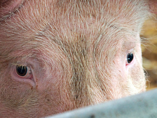 Норвежский бизнес заинтересовался нижегородскими свиньями
