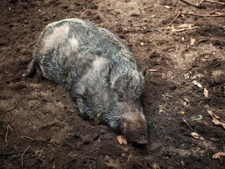 В Татарстане выявлено шесть очагов африканской чумы свиней