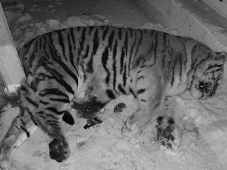 Амурского тигра насмерть сбили на трассе "Хабаровск-Комсомольск"