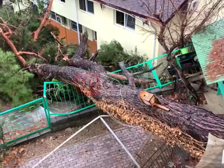 В Сочи из-за разгула стихии на дом упало дерево