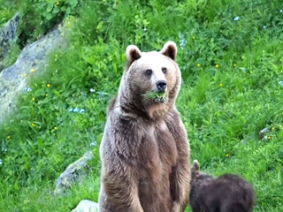 В одиночку в лес лучше не ходить: медведей в горах Сочи станет больше