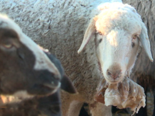 В иркутском селе у многодетного фермера волки загрызли 70 овец