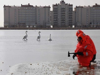Спасатели помогли замерзавшим на озере Сасык-Сиваш лебедям