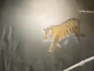 В Приморье тигр загнал охотников на дерево