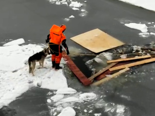 Потерявшуюся во Всеволожске собаку нашли на льдине в Кронштадте