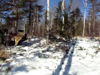 Амурскую тигрицу после реабилитации вернули в дикую природу в Приморье