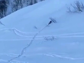 На горнолыжном курорте в Сочи к туристам вышел дикий медведь