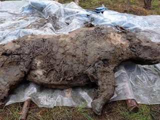 В Сибири найдены останки древнего шерстистого носорога
