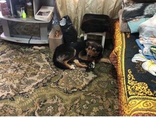 В Татарстане спасли собаку, угодившую в капкан
