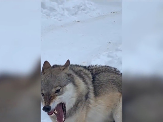 В Ульяновске сбежавший из вольера волк напал на прохожего