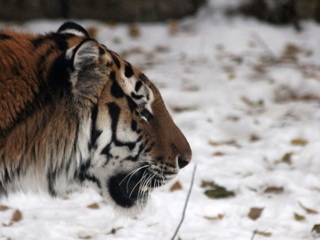 Госинспекторы следят за перемещением нового тигра в Амурской области
