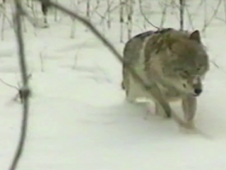 Волки, наводившие ужас на жителей Сявы, ушли в Кировскую область