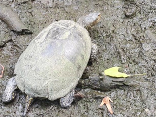 В Сочи наградят таксиста, спасшего редкую черепаху