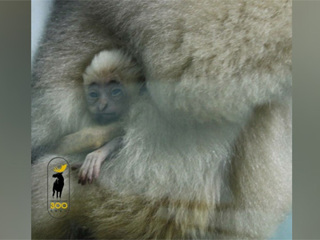 В Пензенском зоопарке пополнение: у гиббонов родился малыш