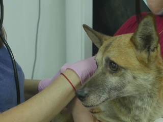 В Кузбассе волонтеры спасли вмерзшую в лед собаку