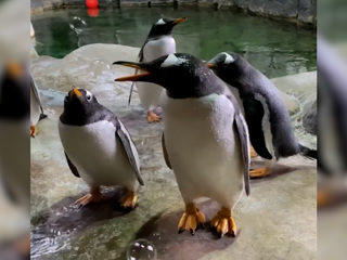 Пингвинам в Московском зоопарке устроили пенную вечеринку