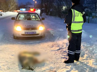 Полицейские застрелили волка возле детского сада в Архангельске