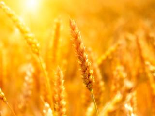 Урожай зерна покроет внутренние потребности и экспорт