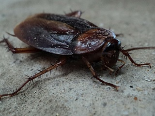 Массовое нашествие тараканов напугало жителей Магнитогорска