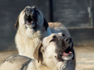 Жители жалуются на бродячих собак на улицах костромского райцентра