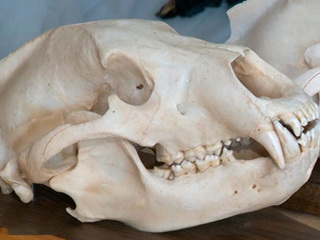 Из Зоологического института РАН украли 50 черепов редких животных
