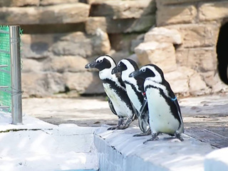 Красноярские пингвины сыграли в керлинг