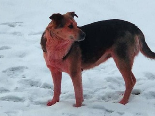 В Дзержинске появилась розовая собака