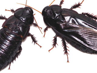 Тараканы съедают крылья друг друга в знак 
