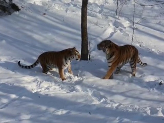 Камеры запечатлели свидание тигра Амура