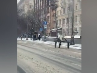 Сбежавший с ипподрома конь устроил забег по Москве