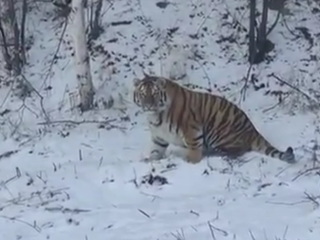 Упитанного тигра сняли на видео в Хабаровском крае