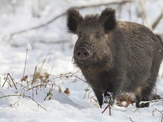 На территории Чувашии отменен карантин по африканской чуме свиней