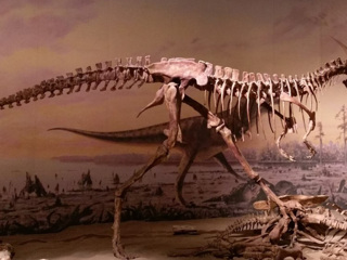 Учёные объяснили, почему не было хищных динозавров среднего размера
