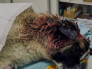 Найденного в Петрозаводске с жуткой травмой пса выхаживают в клинике Петербурга